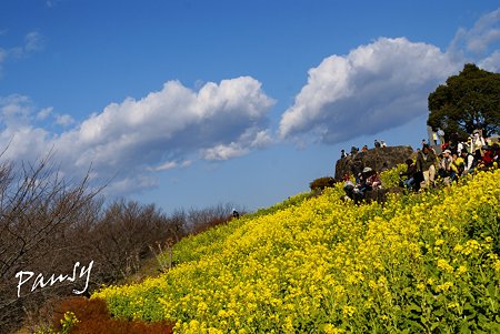 雲と・・菜の花。。2010 吾妻山公園 8