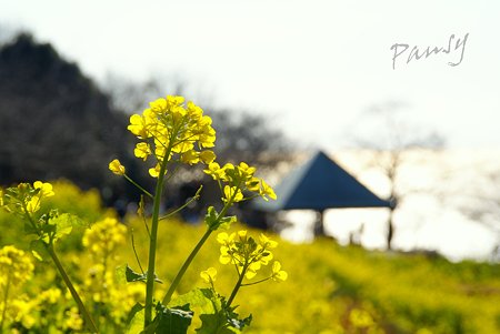 菜の花。。2010 吾妻山公園 9