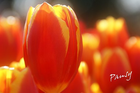 Winter Tulips..1