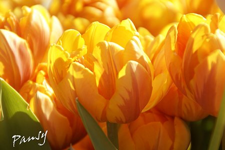 Winter Tulips..3