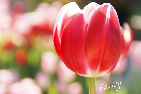 Winter Tulips..4