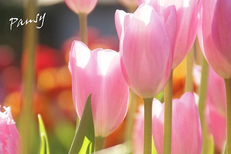 Winter Tulips..5