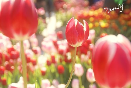 Winter Tulips..6