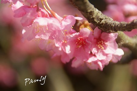 花盛り～　河津桜