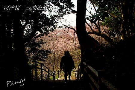 河津桜咲く・・三浦海岸・・9