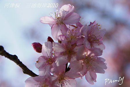 河津桜咲く・・三浦海岸・・16