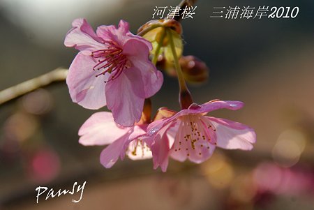 河津桜咲く・・三浦海岸・・17