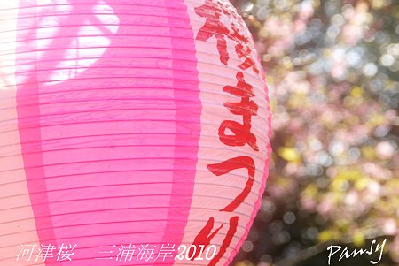 河津桜咲く・・三浦海岸・・18