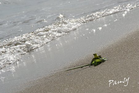 残された海藻・・