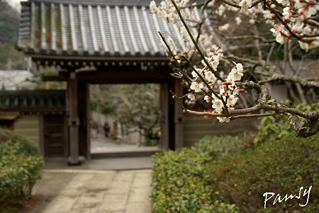 梅見月の浄妙寺・・5