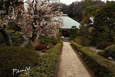 梅見月の浄妙寺・・6