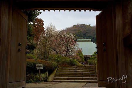 梅見月の浄妙寺・・7