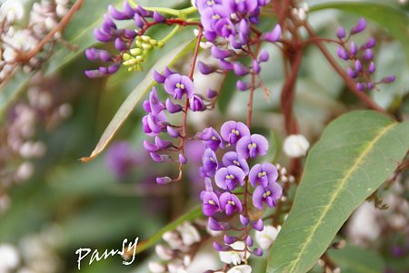 purple..2