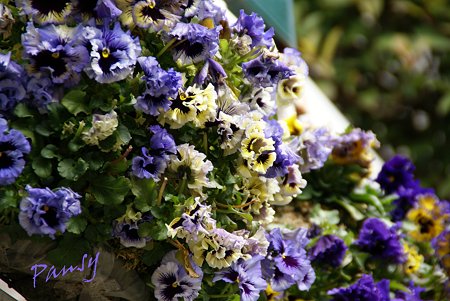 purple..