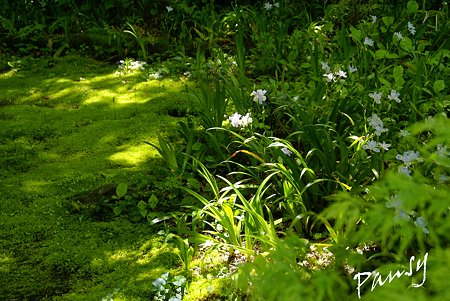苔庭のシャガ・・