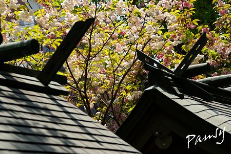八重桜咲く・・亀戸香取神社・・