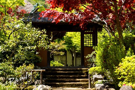新緑の海蔵寺・・1