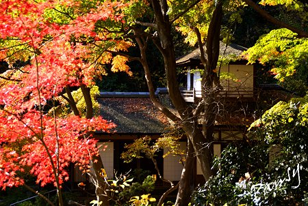 紅葉の三渓園・・8