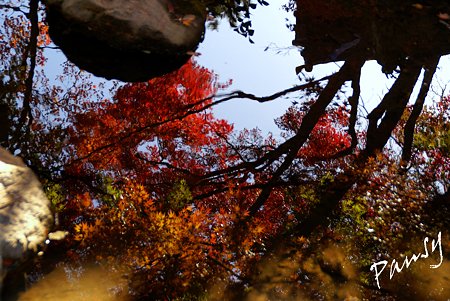 池に映して・・