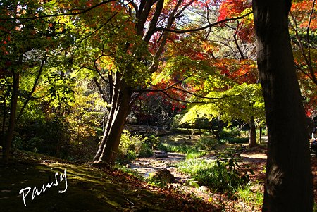 彩の樹林・・2