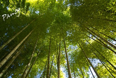 朝陽のあたる竹・・