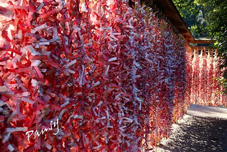 満開の花のように・・結ばれたお御籤