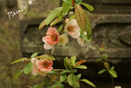 木瓜の花・・安国論寺・・9