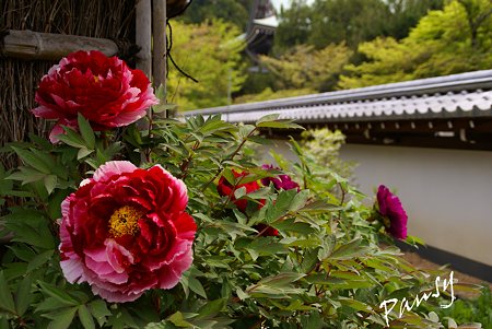 円覚寺の牡丹・・3