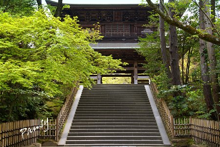若葉の円覚寺・・6