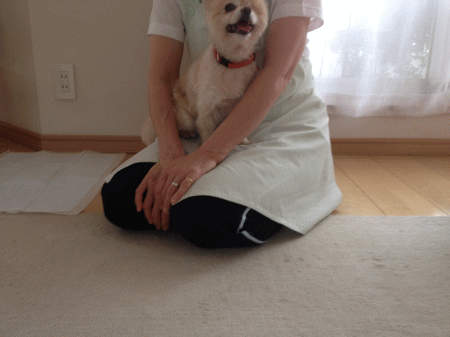 スタッフさんのお膝でくつろぐ柚子