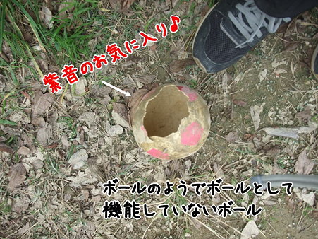 ボールを取りに行き
