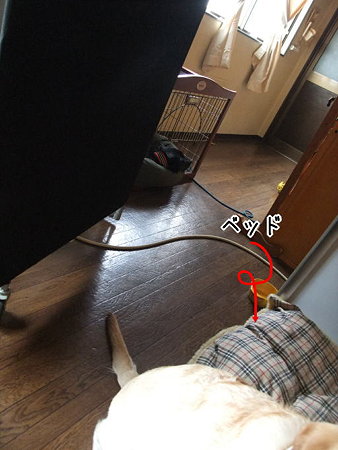 ベッド置いて見た