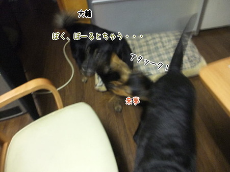 ボールになった大輔