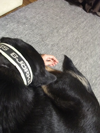 犬に腕まくらって・・・(汗)
