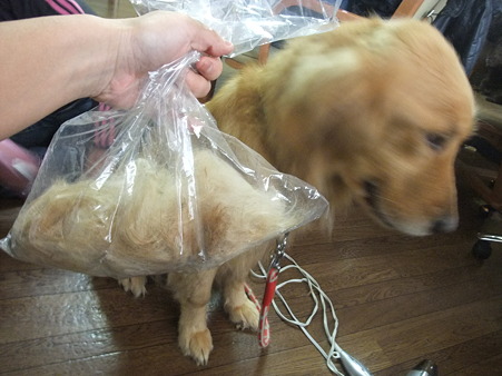 おしっこの染み付いた毛をカット