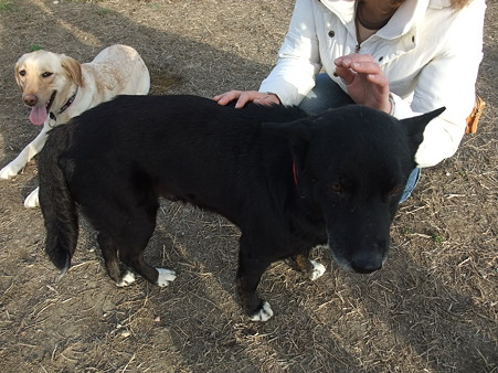 尻尾は下がってるけどまんざらでもない?