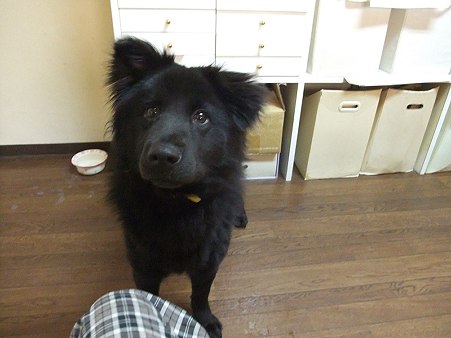 しゅ~とです。よろしくおねがいしますです
