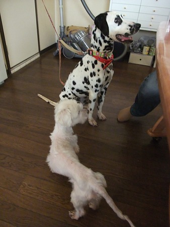 華&人和