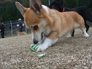 2009_1123岡山にて0063