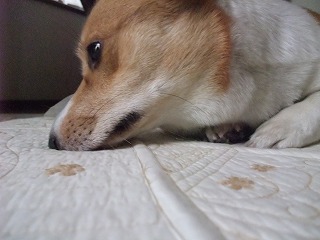 2009_1210今日は雨0009
