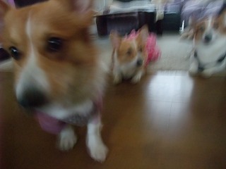 2009_1217ろんたんちにおじゃま0058