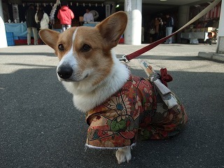 2010_0104晴れ着で初詣0041