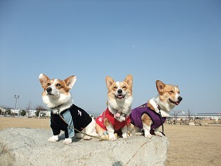 2010_01290038