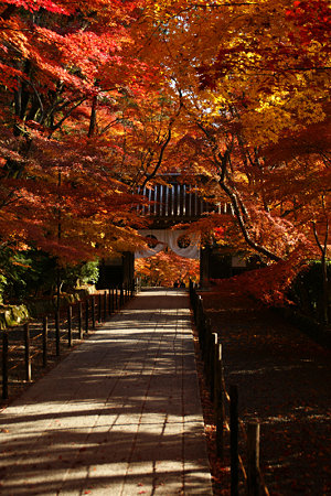 紅葉の参道!(091130)