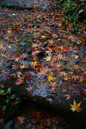 落ち紅葉風景!(091212)