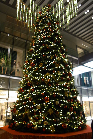 クリスマスツリー!(20091222)