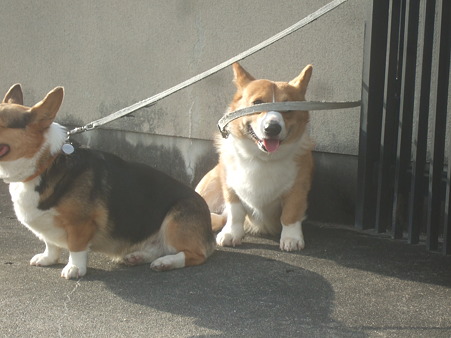 DSCF4497