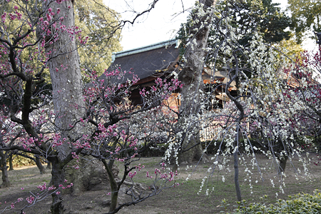 道明寺天満宮 - 23