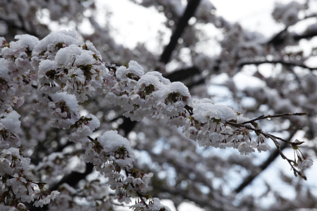 信濃比叡の桜 - 06