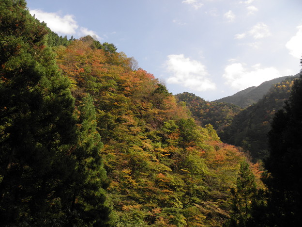 091028 47川苔山 紅葉 写真共有サイト フォト蔵